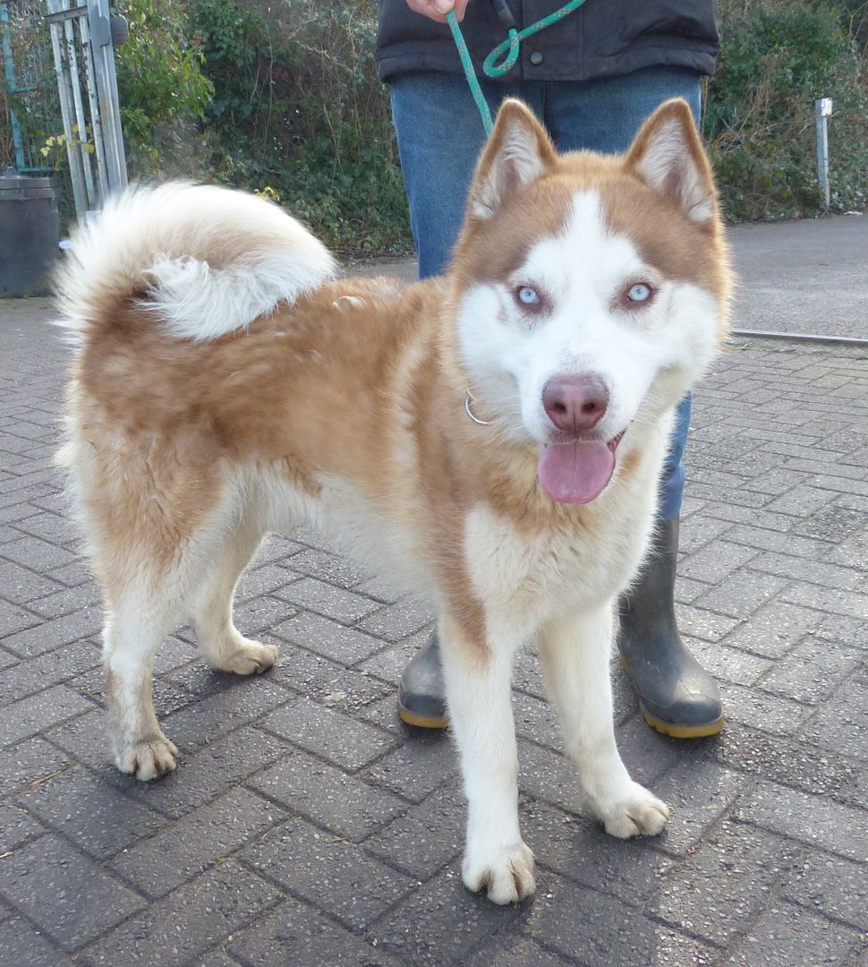 K35 Zuke, 1 year old Husky Friends of the Dogs (Wales)